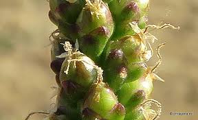 Attēlu rezultāti vaicājumam “Plantago major subsp. intermedia”