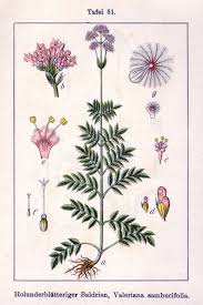 Attēlu rezultāti vaicājumam “Valerianaceae”