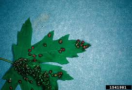 Attēlu rezultāti vaicājumam “Vasates quadripedes”