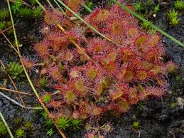 Attēlu rezultāti vaicājumam “Drosera x obovata”