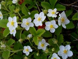 Attēlu rezultāti vaicājumam “Fragaria vesca flower”