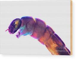 Attēlu rezultāti vaicājumam “Chironomidae larvae”