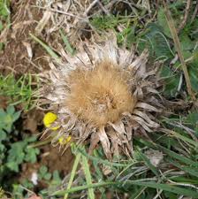Attēlu rezultāti vaicājumam “Carlina vulgaris flower”