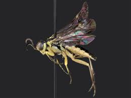 Attēlu rezultāti vaicājumam “Rhogogaster picta”