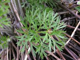 Attēlu rezultāti vaicājumam “Pulsatilla pratensis leaf”