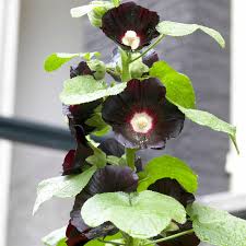Image result for Alcea rosea nigra