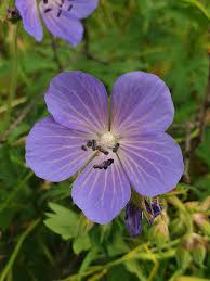Image result for Geranium pratense