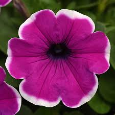 Image result for Petunia hybrida