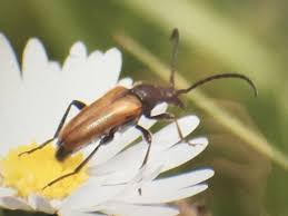 Attēlu rezultāti vaicājumam “Pseudovadonia livida”