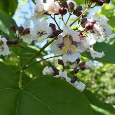 Attēlu rezultāti vaicājumam “Catalpa”
