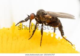 Attēlu rezultāti vaicājumam “Empididae”