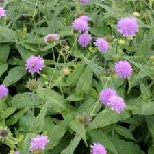Image result for Knautia dipsacifolia