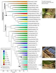Attēlu rezultāti vaicājumam “Orthoptera”