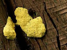 Attēlu rezultāti vaicājumam “Diderma deplanatum macro”