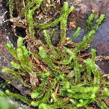 Attēlu rezultāti vaicājumam “Barbilophozia lycopodioides”