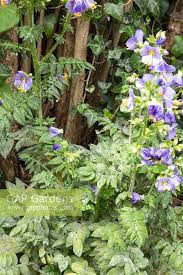 Attēlu rezultāti vaicājumam “Polemonium caeruleum leaf”