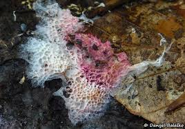 Attēlu rezultāti vaicājumam “Ceriporia purpurea”