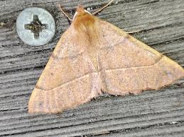 Attēlu rezultāti vaicājumam “Colotois pennaria”