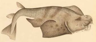 Image result for Squatina squatina