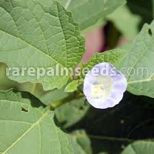 Attēlu rezultāti vaicājumam “Nicandra physalodes fruit”