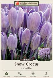 Attēlu rezultāti vaicājumam “Crocus tommasinianus”