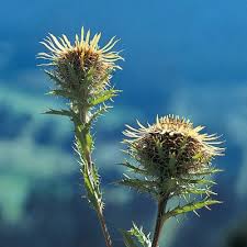 Attēlu rezultāti vaicājumam “Carlina biebersteinii flower”