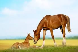 Afbeeldingsresultaat voor paarden