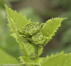 Attēlu rezultāti vaicājumam “Telekia speciosa bud”