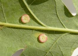 Attēlu rezultāti vaicājumam “Neuroterus albipes”