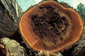 Attēlu rezultāti vaicājumam “Postia rennyi”