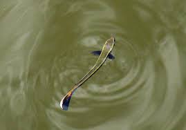 Image result for Rachycentron canadum