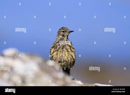 Attēlu rezultāti vaicājumam “Turdus viscivorus juvenile”