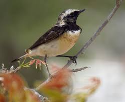 Image result for Oenanthe pleschanka