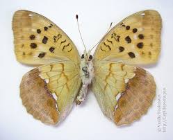 Attēlu rezultāti vaicājumam “Argynnis laodice female”