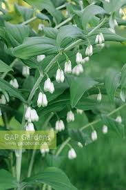 Attēlu rezultāti vaicājumam “Polygonatum multiflorum  flower”