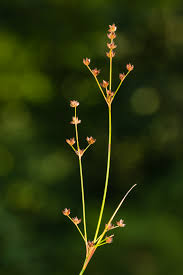 Attēlu rezultāti vaicājumam “Juncus compressus”