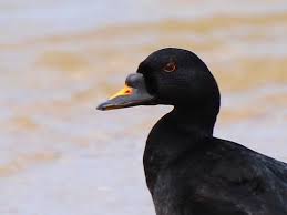 Attēlu rezultāti vaicājumam “Melanitta nigra male”