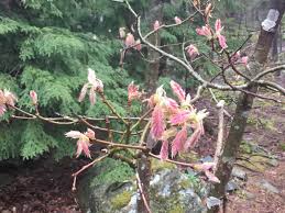 Attēlu rezultāti vaicājumam “Quercus rubra flower”
