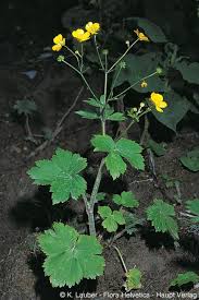 Attēlu rezultāti vaicājumam “Ranunculus lanuginosus flower”