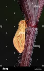 Attēlu rezultāti vaicājumam “Hepialus humuli female”