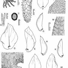 Attēlu rezultāti vaicājumam “Philonotis fontana sporophyte”