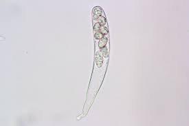 Attēlu rezultāti vaicājumam “Mniaecia jungermanniae”