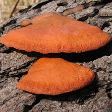 Attēlu rezultāti vaicājumam “Lentaria”