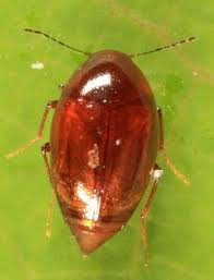 Attēlu rezultāti vaicājumam “Scaphisoma sp.”