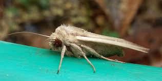 Attēlu rezultāti vaicājumam “Mythimna sp.”