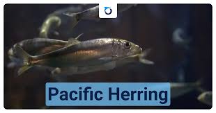 Image result for Clupea pallasii