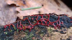 Attēlu rezultāti vaicājumam “Willkommlangea reticulata”