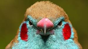 Image result for Bird