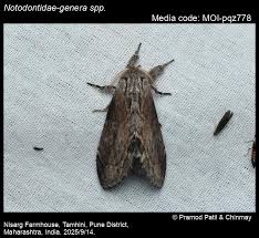 Attēlu rezultāti vaicājumam “Notodontidae”