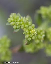 Attēlu rezultāti vaicājumam “Herniaria glabra flower”